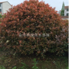 浙江金華大豐紅葉石楠球