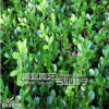 常年銷售小葉黃楊苗 規格齊全 灌叢綠化