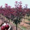 正宗綠化紫葉李樹苗 紫葉李樹 紫葉李子樹苗 紫葉李果 盆景結果樹