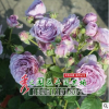 批發(fā)優(yōu)質(zhì)高端歐洲月季小苗 薰衣草花環(huán)月季苗 花園優(yōu)選造景花苗