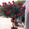 嫁接樹狀月季 大花樹樁月季苗別墅庭院綠化樹 盆栽盆景四季開花