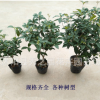 批發四季桂花樹苗客廳盆栽四季開花濃香型室內花卉家養植物綠植