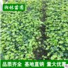 批發常春藤 基地直銷 常春藤綠化苗 工程綠化苗 藤本植物
