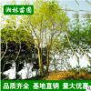 苗圃基地直供樸樹樹苗 園林綠化苗木 從生單桿樸樹小苗大苗批發