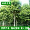湘林苗圃 批發香樟樹多桿香樟 全冠香樟 苗木庭院精品常綠喬木