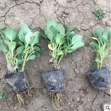 八寶景天 紅景天 中華景天 釣鐘柳 百子蓮 大量供應