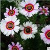 景觀花卉種子 花環菊種子 別名三色菊 茼蒿菊 生長快花期久