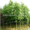 綠化喬木行道樹馬褂木基地直銷 工程綠化苗子馬褂木銷售