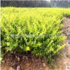 基地批發(fā)供應(yīng)工程綠化苗木金森女貞 黃葉女貞30-60厘米 色塊綠化