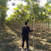 基地常年供應 國槐 喬木 園林綠化 行道樹 量大優惠 苗圃