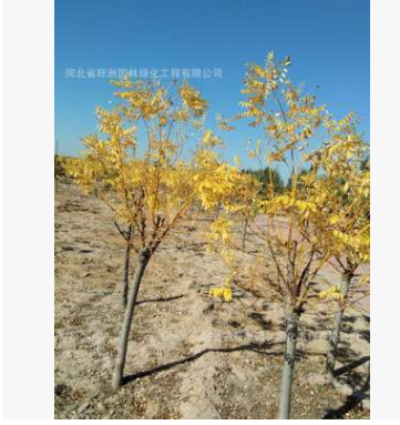 基地常年供應(yīng)金葉槐5公分6公分量大從優(yōu)清地綠化苗木