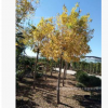 金葉槐5公分6公分量大從優基地常年供應清地綠化苗木