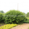 衛(wèi)矛球基地批發(fā) 四季常青衛(wèi)矛球綠化苗木公園綠化衛(wèi)矛球