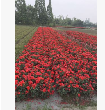 供應庭院攀爬藤月季，大花月季，薔薇，豐花月季