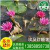 埃及紅睡蓮 紅蓮花 吉祥蓮 量大優(yōu)惠 觀賞性植物 凈化功能