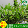 溫州蓮情 澤瀉水生植物 工程用綠化苗