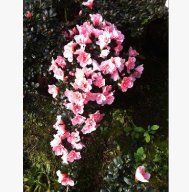 游龍式比利時杜鵑花 室內觀賞植物 園林綠化植物