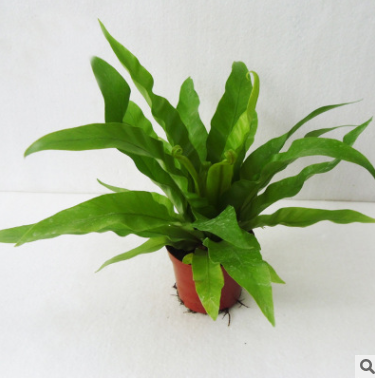 室內觀葉花卉小盆栽 蕨類盆景植物（A90)鳥巢蕨