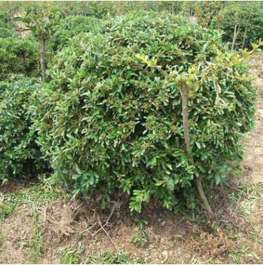 園林綠化苗木 火棘苗 火棘球 又名火把果 道路園林苗木