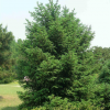 供應云杉樹優質云杉樹2米3米3.5米云杉樹優質云杉圣誕樹