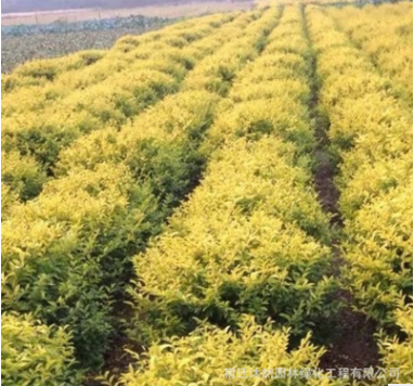 供應工程綠化苗木 金冠女貞球樹苗 規格全 庭院園林綠化金冠女貞