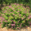 庭院園林觀賞繡線菊球樹苗 繡線菊球苗 基地工程綠化苗 品種全