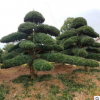 羅漢松批發 湖南精品造型羅漢松價格臺灣羅漢松基地