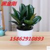 黑金剛 橡皮樹綠植盆栽客廳室內陽臺植物辦公室盆景大葉四季常青