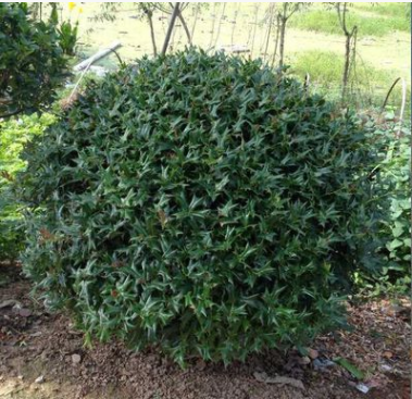 構(gòu)骨球，構(gòu)骨樹(shù)，帶刺耐寒，‘園林.綠化