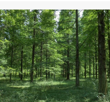 水杉 水杉樹水杉樹苗 落葉水杉供應各種工程苗木產地直銷