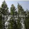 水杉 水杉樹水杉樹苗 落葉水杉供應各種工程苗木產地直銷量大從優
