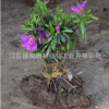 批發杜鵑花苗室內盆栽花卉毛杜娟綠化工程苗木毛娟花苗