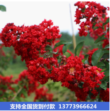 綠化風景樹紅火箭紫薇樹 庭院紫薇花樹 百日紅紅花紫薇花期長