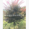 批發(fā)嫁接 三季紅日本紅楓 庭院植物彩色樹 落葉喬木