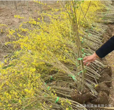 批發叢生連翹 攀援花卉 庭院植物 花灌木 護坡苗木道路工程綠化