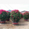 現貨庭院觀花盆栽 多種三角梅花木苗 圓柱球形三角梅