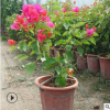 現貨主題園造型花卉 庭院室內盆栽 多樣規格紅花三角梅