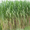 批發(fā)優(yōu)質(zhì)牧草種籽 皇竹草種籽 黑麥草種籽 草坪種籽量大優(yōu)惠