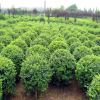 苗圃直銷冬青小苗 凈化空氣 冬青床苗 根系發達 常綠灌叢