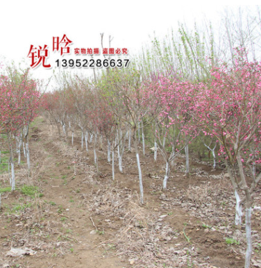 批發基地紫荊 紫荊小苗 紫荊樹苗批發 綠化工程 紫荊規格齊