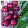 吉塞拉櫻桃苗產(chǎn)量高品種純正櫻桃樹苗山東基地大量直銷櫻桃樹苗