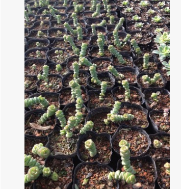 供應多肉植物白牡丹，白美人，錢串