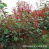 紅葉石楠 紅羅斌三代 顏色艷麗 灌木小苗 園林綠化常用苗