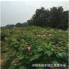 園林綠化常用苗 基地直銷1米-2米高木芙蓉 芙蓉花價格