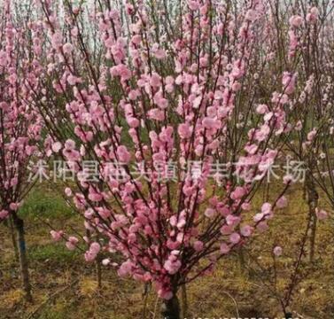 批發紅梅1-10公分紅梅 正宗骨里紅紅梅樹