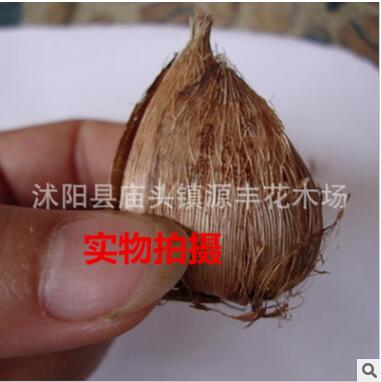 批發荷蘭香雪蘭種球 重瓣花香雪蘭種球 小蒼蘭球根 盆栽植物