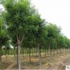 供應工程綠化苗木批發 基地直銷 速生國槐苗 規格齊全 國槐樹苗