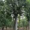 基地供應各種樸樹骨架 原生樸樹 規格齊全 工程綠化苗