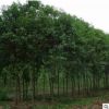 基地供應各種樸樹骨架 原生樸樹 規格齊全 工程綠化苗