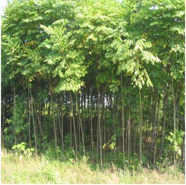 基地直銷綠化工程行道樹 黃山欒樹 批發(fā)欒樹小苗 南欒苗